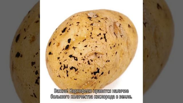 Подготовка почвы под картофель весной