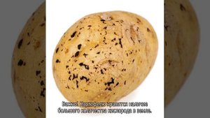 Подготовка почвы под картофель весной