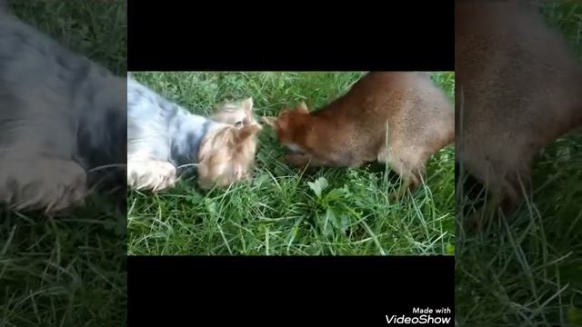  Абиссинская кошка