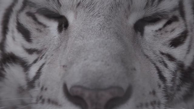 Альбинос или Скрещивание? | Белый тигр! смотреть онлайн