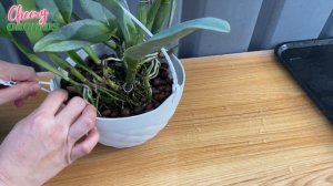 CATTLEYA REPOT | Repotting + Tips | How To Repot An Orchid | How To Make Cattleya Straight