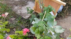 Казань Рынок Гудованцева Ремонтантная клубника виктория Ремонтантная малина Сорт Анананас