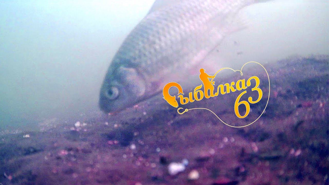 Подводная съемка карася, как кормится карась, Почему не клюет карась на удочку