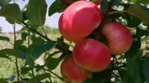 Влог: Переехали на юг.  Купили дом. Сбылась мечта купили щенка немецкой овчарки.