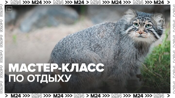 В Московском зоопарке показали греющегося на солнце манула Тимофея - Москва 24