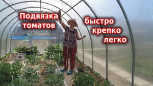 Моя подвязка томатов: быстро, легко, крепко и долговечно