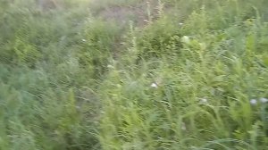 Рыбалка в Сибири. Окунь на удочку и подъязок.