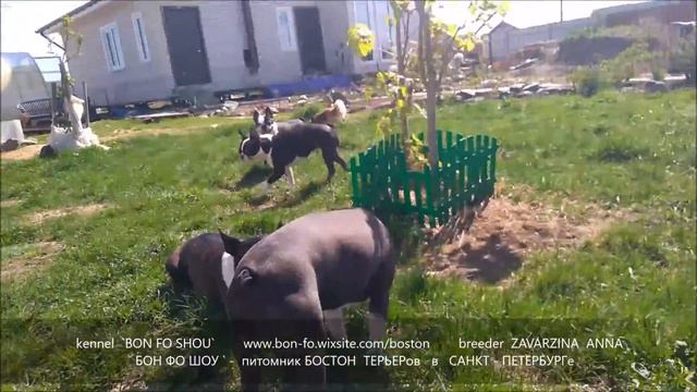 Буся поменял окрас