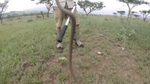 Black Mamba (Dendroaspis polylepis) | Herping South Africa