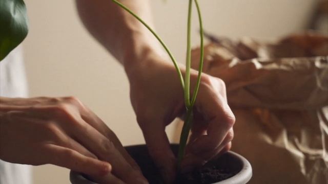 ПЕРЕСАДКА РАСТЕНИЙ: МОНСТЕРА И ПИЛЕЯ смотреть онлайн