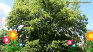 Вяз мелколистный. Краткий обзор, описание характеристик, где купить саженцы, крупномеры