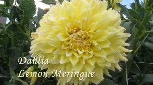 Георгины 2020. Декоративные сорта (макси) часть 1