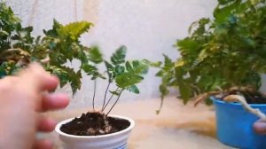 Даваллия хумата.