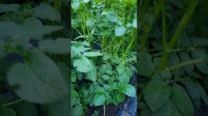 сверх урожайный метод выращивания картофеля под черной пленкой.