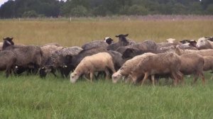 Как паразиты пожирают вас изнутри - Интересные факты о жизни паразитических плоских червях!