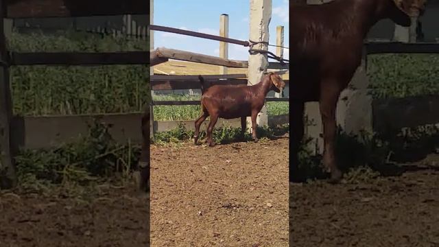 Калахарская коза 1 год и 8 месяцев на Ставрополье смотреть онлайн