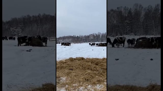 Коровы черно-пестрой породы на зимнем выгуле. Как содержат коров зимой в одном из хозяйств? #shorts