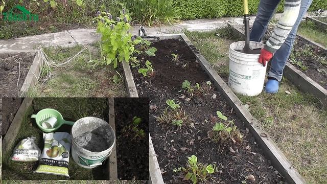 Осенний уход за клубникой. Что сделать для хорошего урожая - 7 дач смотреть онлайн