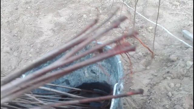 ПОДВОЙ ВПК-1 / ПОЛУКАРЛИКОВЫЙ КЛОНОВЫЙ ПОДВОЙ КРУПНОКОСТОЧКОВЫХ смотреть онлайн