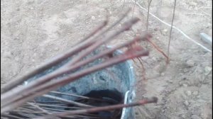 ПОДВОЙ ВПК-1 / ПОЛУКАРЛИКОВЫЙ КЛОНОВЫЙ ПОДВОЙ КРУПНОКОСТОЧКОВЫХ
