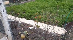 Засыпала между грядок опилками.