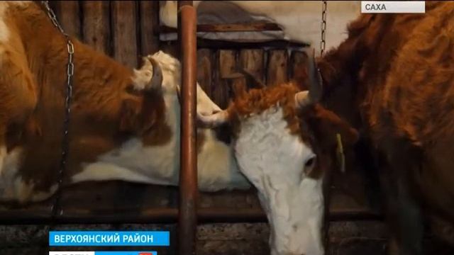 СХПК ПОЛЮС ХОЛОДА ВЕРХОЯНСК смотреть онлайн