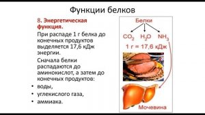 Биология.№ Урок 8  Классификация белков по составу и по функциям