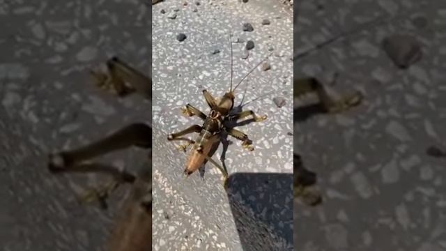 Турція Немрут-Даг великі коники Turkey Nemrut-Dag huge grasshoppers