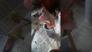 Опыление декоративно-лиственных бегонии