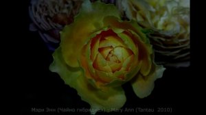 Как распускается роза  Мэри Энн (Чайно гибридная) Timelapse Rose 4К.Mary Ann (Tantau 2010)