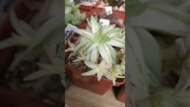 Haworthia Cymbiformis Variegata  ?               #shorts #succulent #haworthia