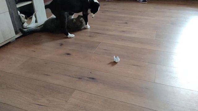 Дружба Алабая и кота смотреть онлайн