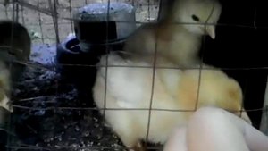 как сделать клетку для цыплят)0
