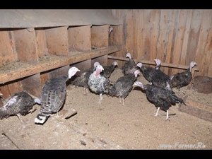 Содержание индейки. Хозяйство Гридневых