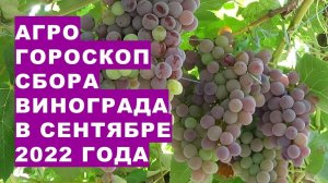 Агрогороскоп сбора урожая винограда для приготовления вина, для закладки на хранение в сентябре 2022