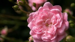 Sony Alpha SLT A37_  Kit