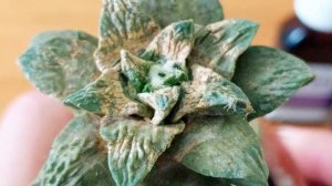 NEEM OIL супер средство для борьбы с вредителями которое должно быть в аптечке у каждого ботаника.