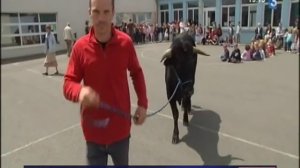 Un taureau de corrida pénètre dans une cour d'école (France 3)