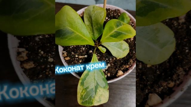 Сортовые фикусы #фикус #сортовыефикусы #коллекция #цветанутая