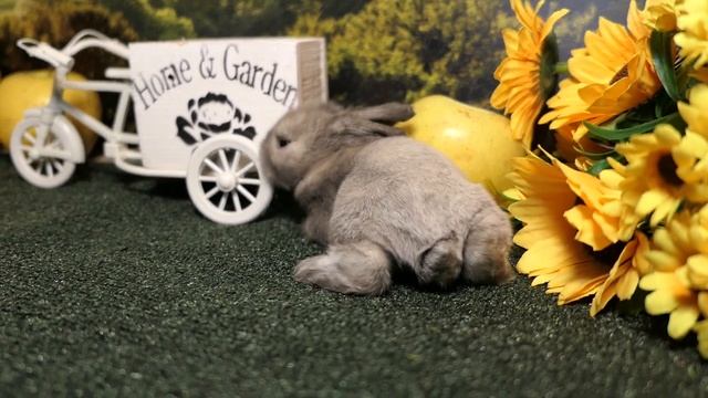 Крольчонок №3 барашек #карликовые_крольчата #декоративныекролики +7 921 595 08 48 есть ДОСТАВКА смотреть онлайн