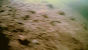 Ещё немного подводного мира с Рузского водохранилища, конец июня , 6 м, от Павла из Галицино