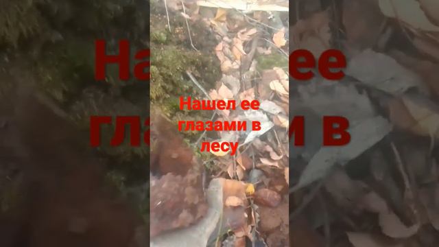 нашёл её глазами в лесу