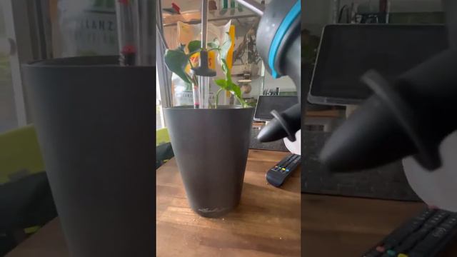 Syngonium podophyllum albo variegata смотреть онлайн