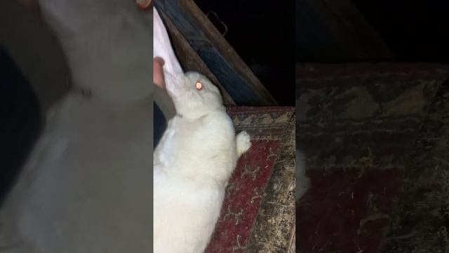 фландр уха 24 вес 9.8кг