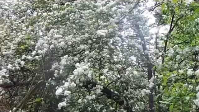 Боярышник цветёт. 29 мая 2021 г. смотреть онлайн