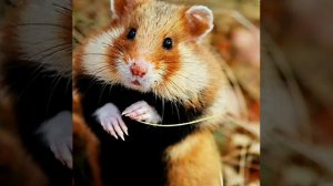 Почему хомяк не спит в домике???!!!!