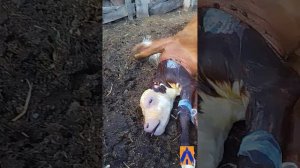 Отëл коровы