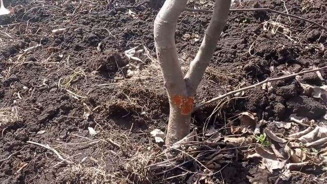 МЫШИ СГРЫЗЛИ ПОЛОВИНУ САДА!#мыши#мышь#мышивсаду#вредителисада#грызуны#сгрызлияблони#