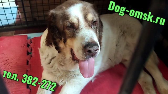 АРЕСУ нужна ваша помощь. смотреть онлайн