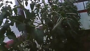 Советы по выращиванию помидоров в теплице де барао